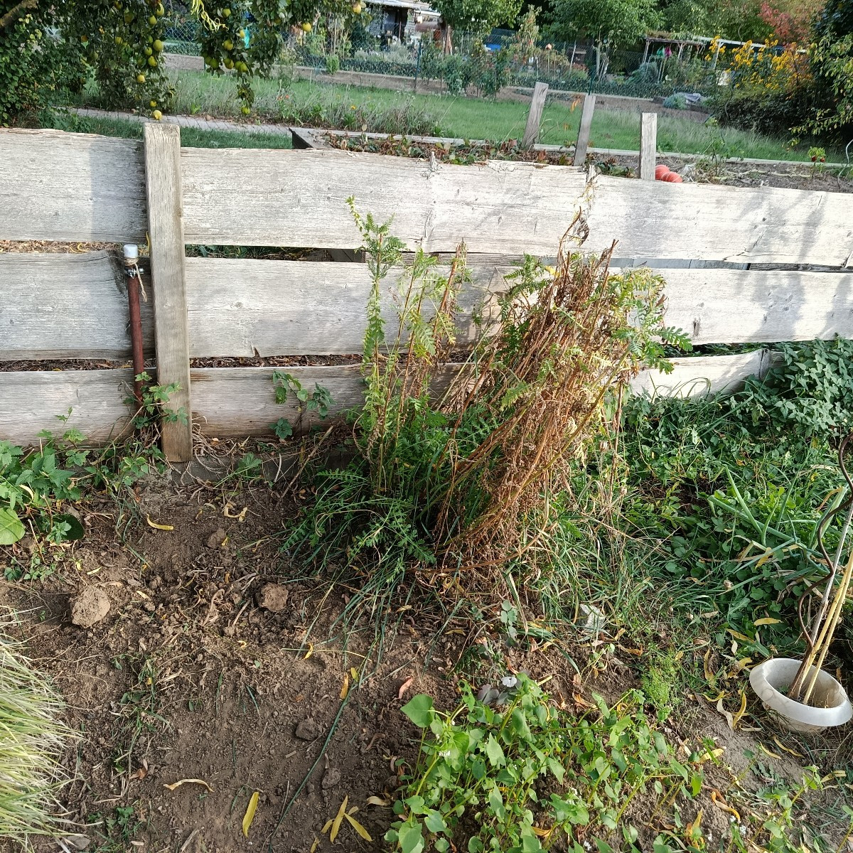 Morgens vergesse ich oft im Garten, dass ich keine zwanzig mehr bin, abends bekomme ich dann die Quittung. Wer kennt es…