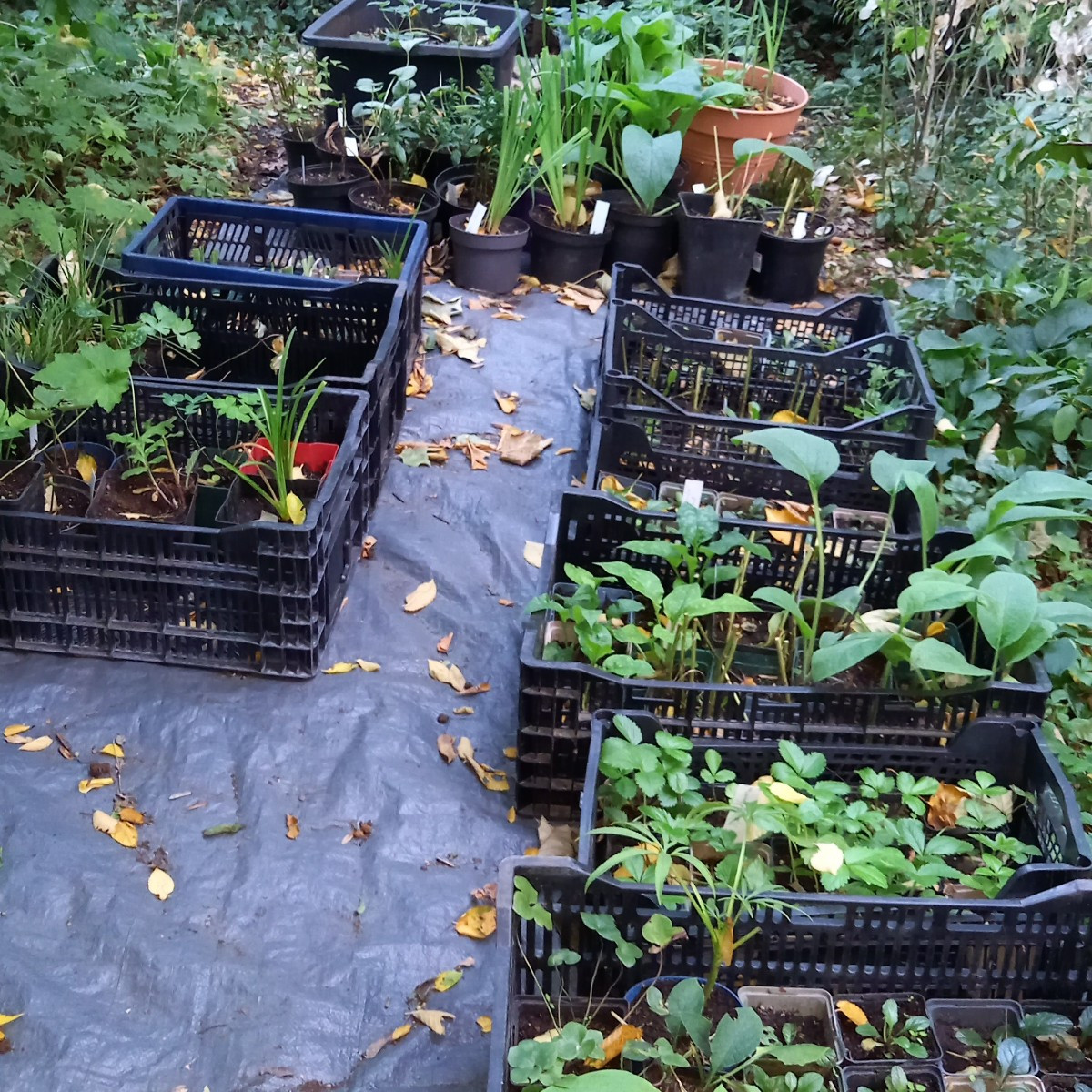 Das ist mein alter Garten. Da wo jetzt blanker Boden ist, waren Hochbeete, Beerensträucher, Stauden, Bodendecker,Sumpfb…