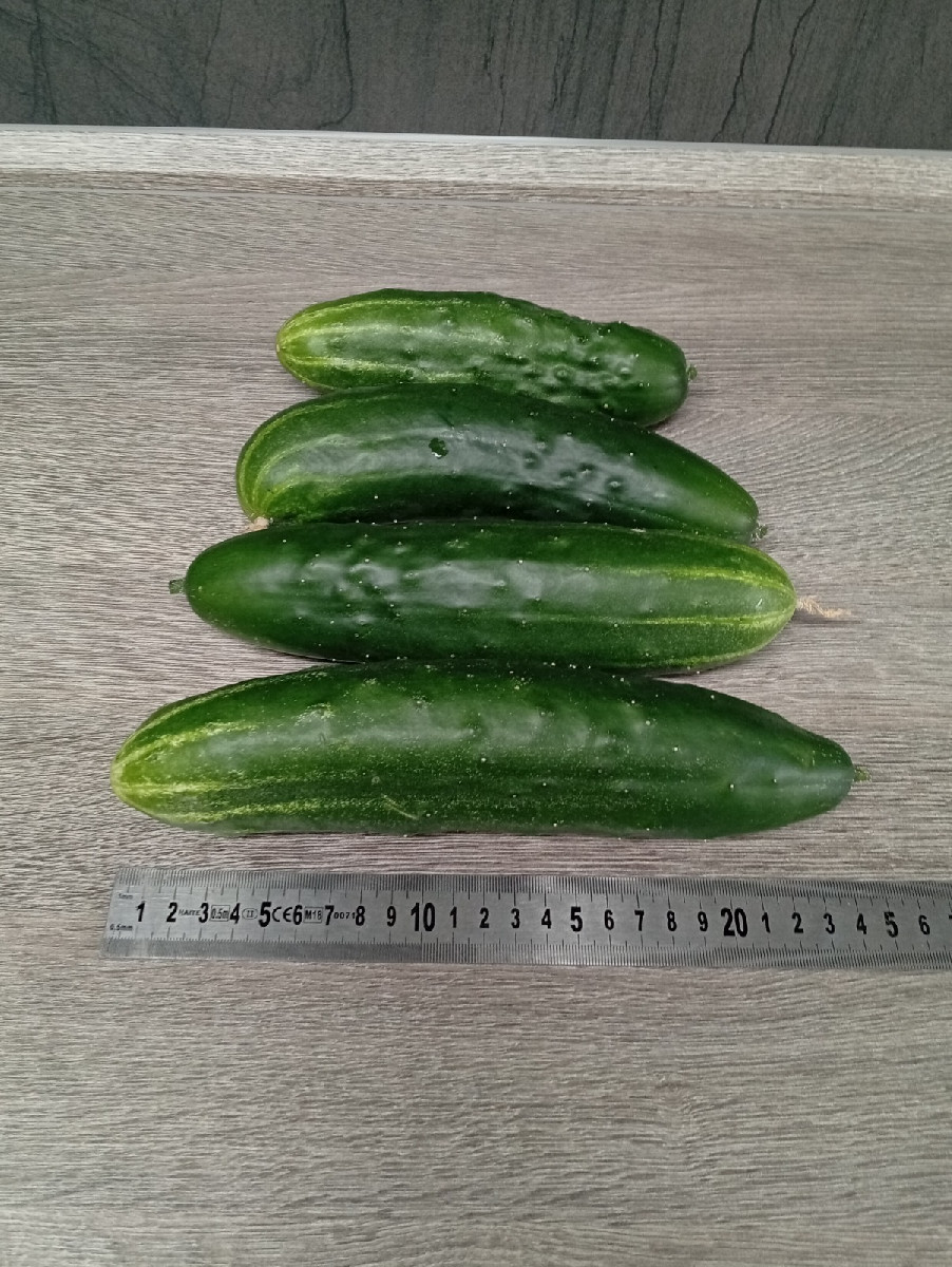 Heute gingen wir #einkaufenimgarten . Eine Kostprobe für unsere lieben Nachbarn als Überraschung. Die 45 cm lange Zucch…