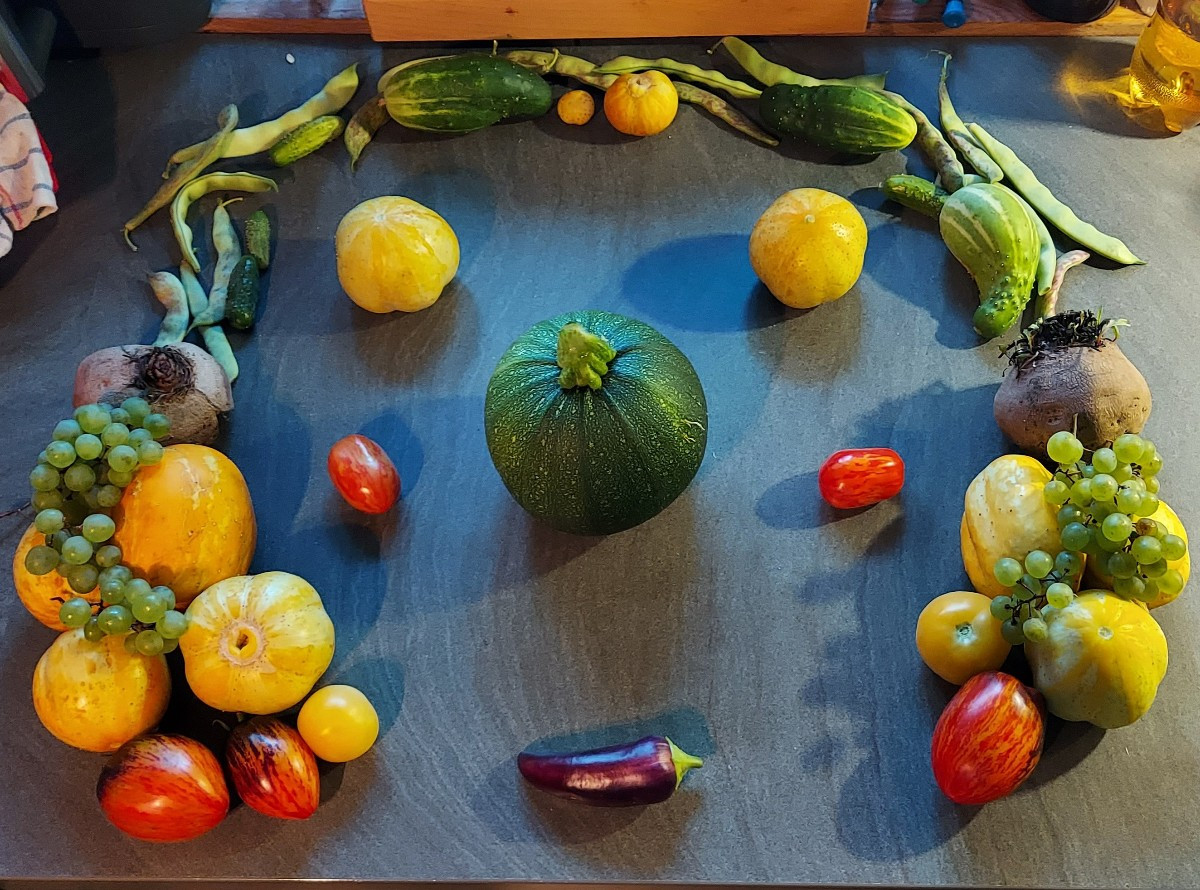 Juhu die erste bunt gemischte Ernte, gleichzeitig mehrere Tomaten 🥰, Gurken, Zucchini und Bohnen. 
Die anderen Sachen …
