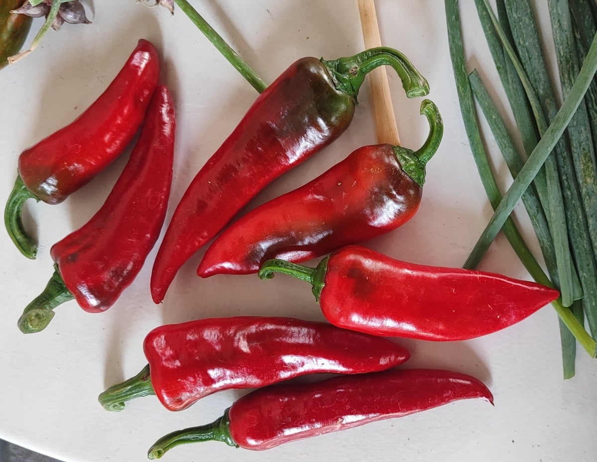 ...Die "Gorria" 🌶 fangen an, zu "liefern"
...Ihr wißt schon, aus diesen mache ich illegalerweise  "Piment d'Espelette" …