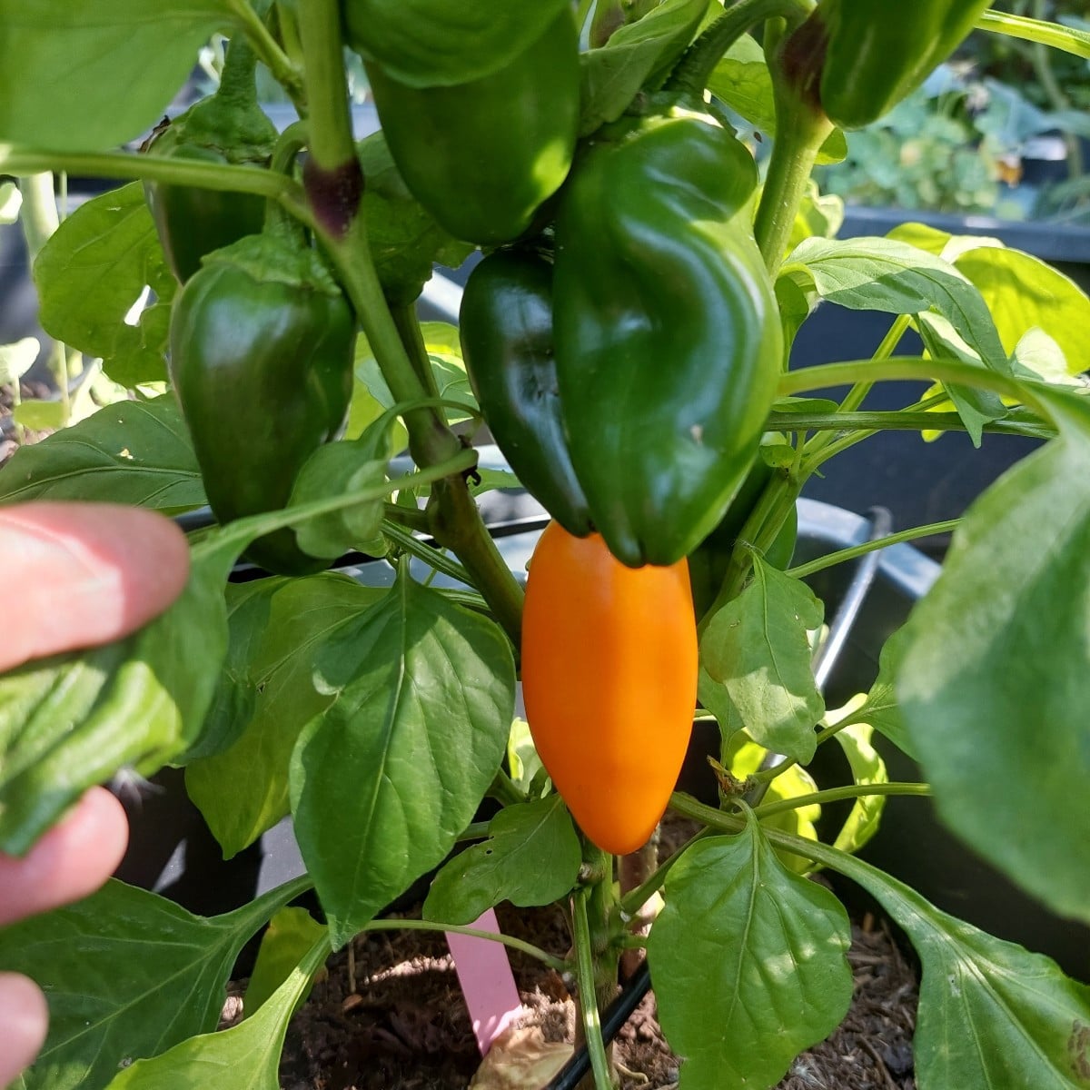 Ernte.
Und die erste farbige Paprika.
Ananas. Irgendwo ist auch Sgt. Peppers.
Wahrscheinlich Ratten klauen mir die reif…