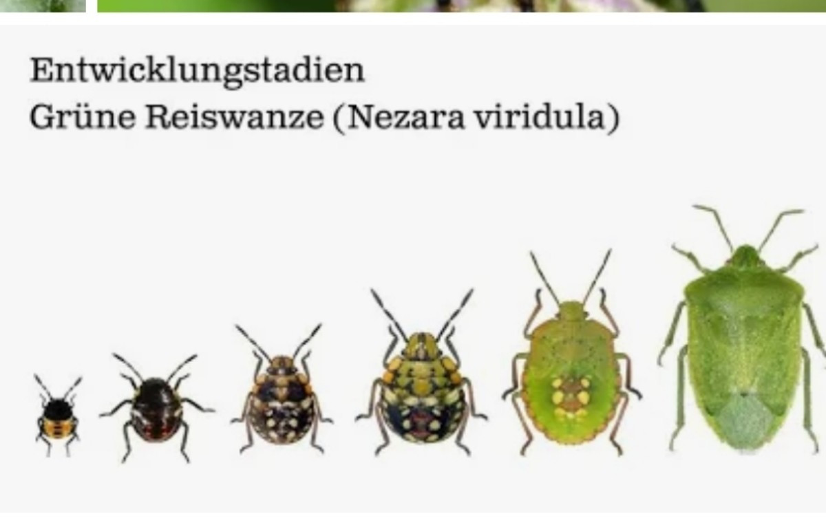 Achte beim Einsammeln auf die Anfangsstadien. 
Betroffen sind auch Himbeeren, Holunderbeeren, Bohnen, Tomaten...
Die Vi…
