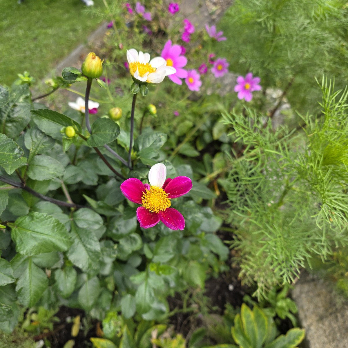 Unsere Dahlien blühen auch endlich. Dieses Jahr haben sie sich Zeit gelassen.