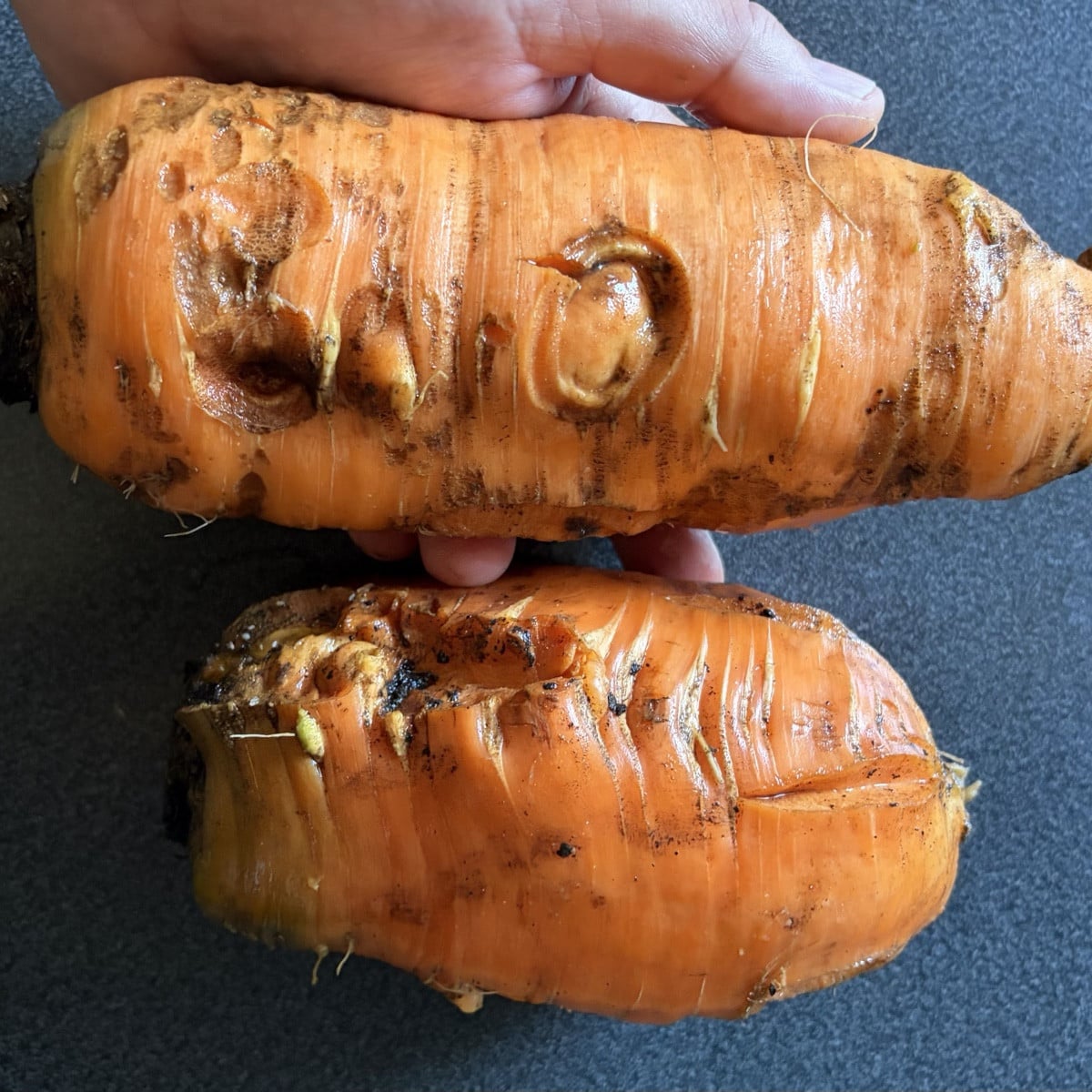 2 Möhren für Brühe geerntet. Roh oder als Gemüse würde ich sie nicht mehr essen 🙈. 
Zum ersten Mal Grüne-Tomaten-Chutn…