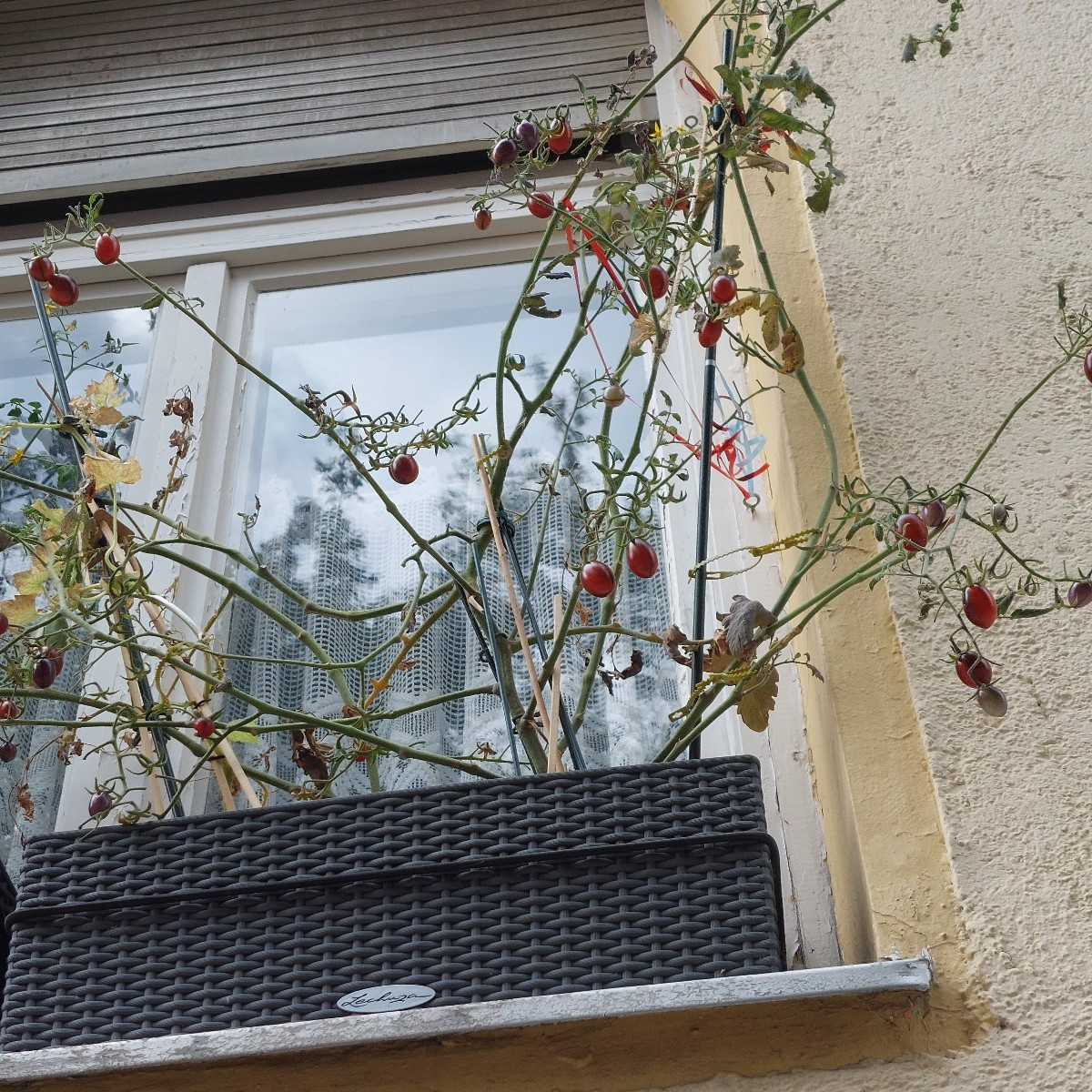 Kleine Ernte gestern. Aber fürn Tomatensalat hats gereicht.
Wie rot muss die Black Strawberry wetden? Reicht das schon?…