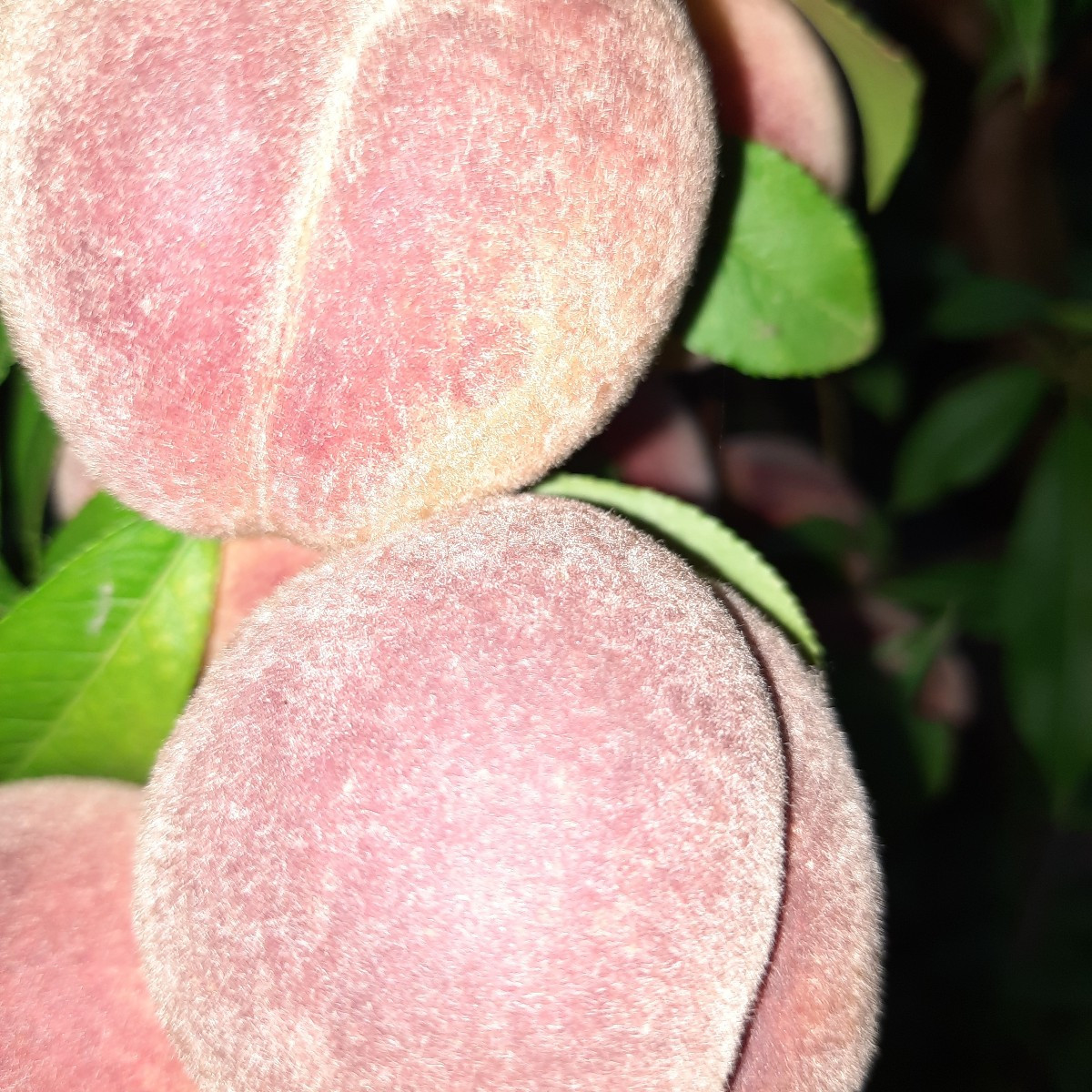 Pelzige Nektarine😂

Nachdem der Biber 2 oder 3 mal meinen Nektarinenbaum gefällt hat und er trotzdem immer wieder von …