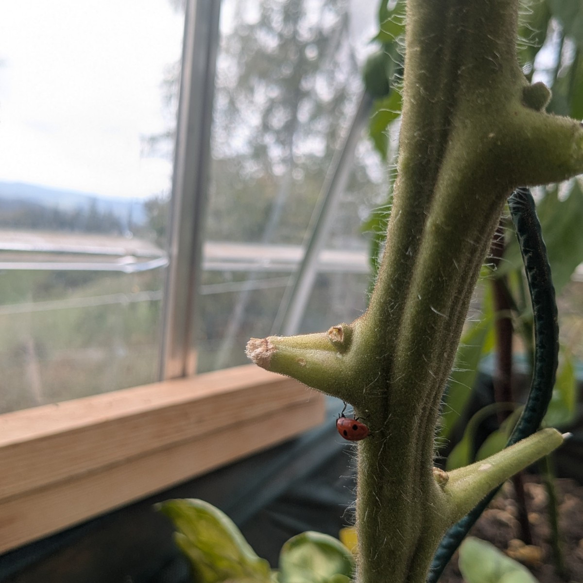 Hab den Tomaten die Blüten angeschnitten und ordentlich Licht gemacht, damit da noch gut Sonne rankommt. Bei meiner wil…