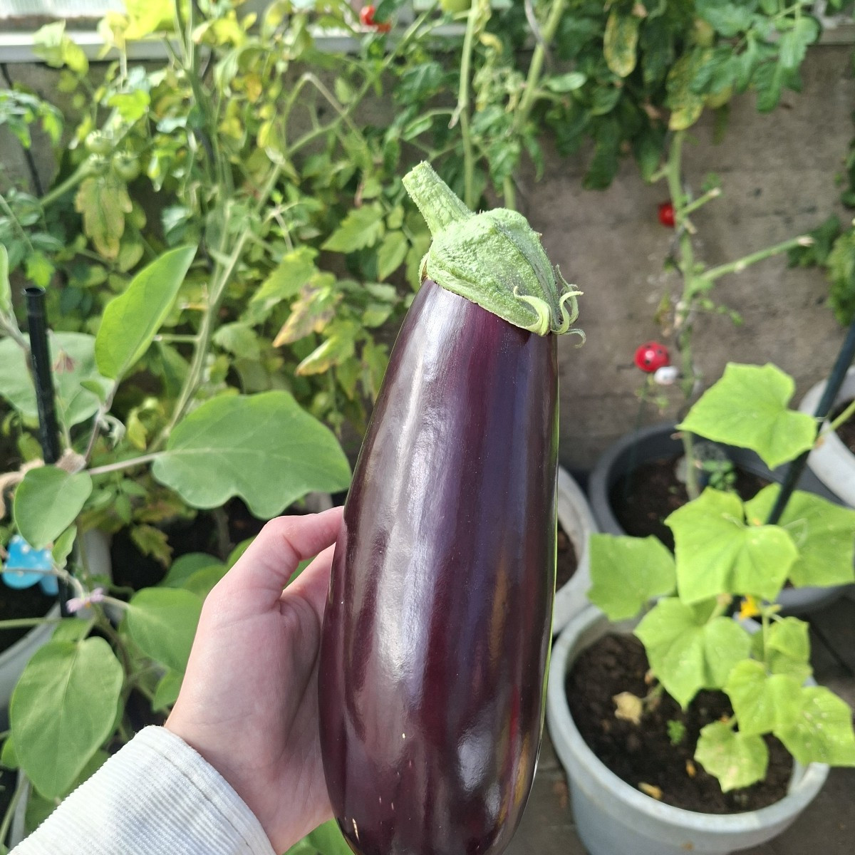 Wegen des trockenen Wetters gibt es dieses Jahr zwar keine so große Ernte in meinem Garten, aber das was gewachsen ist,…