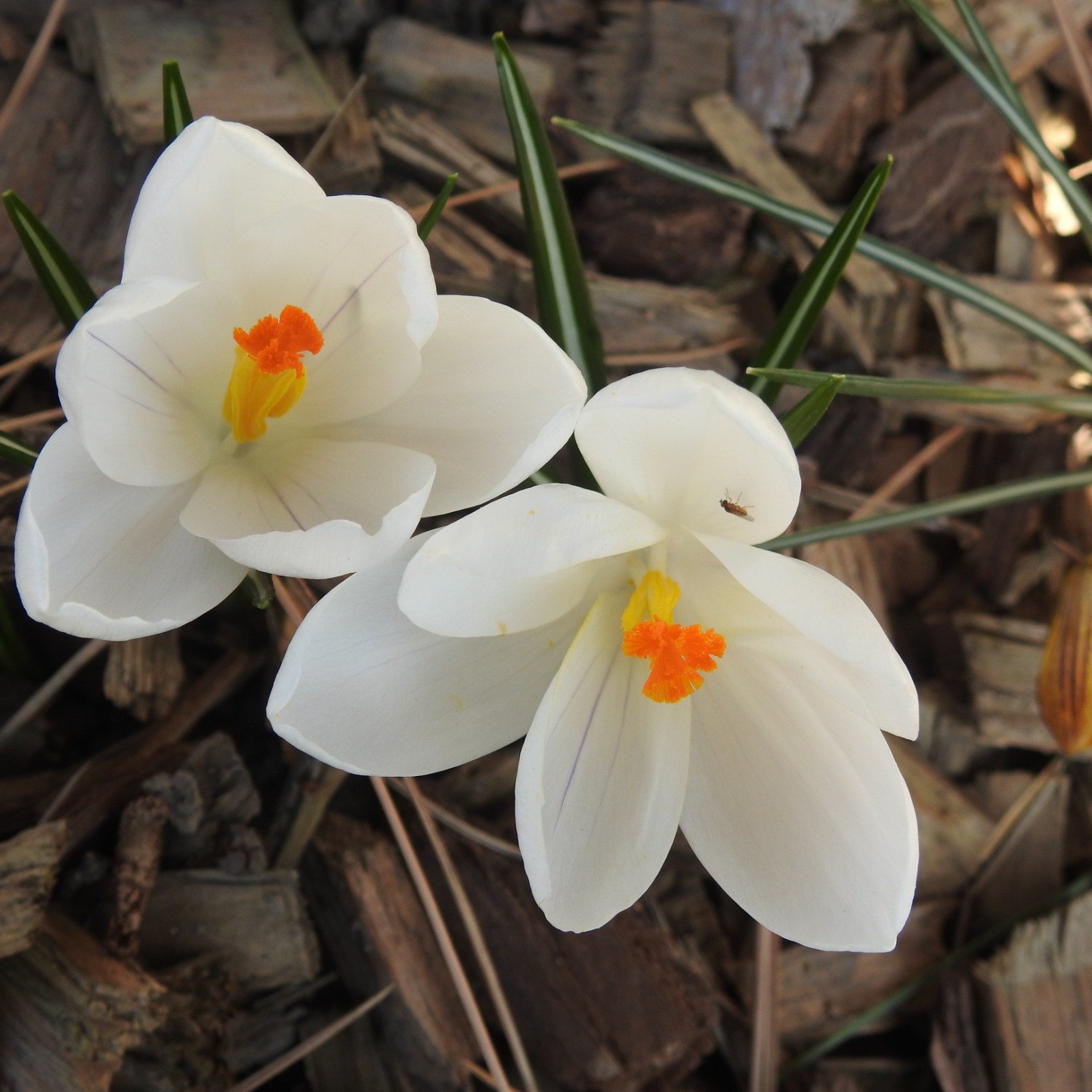 Korsischer Krokus