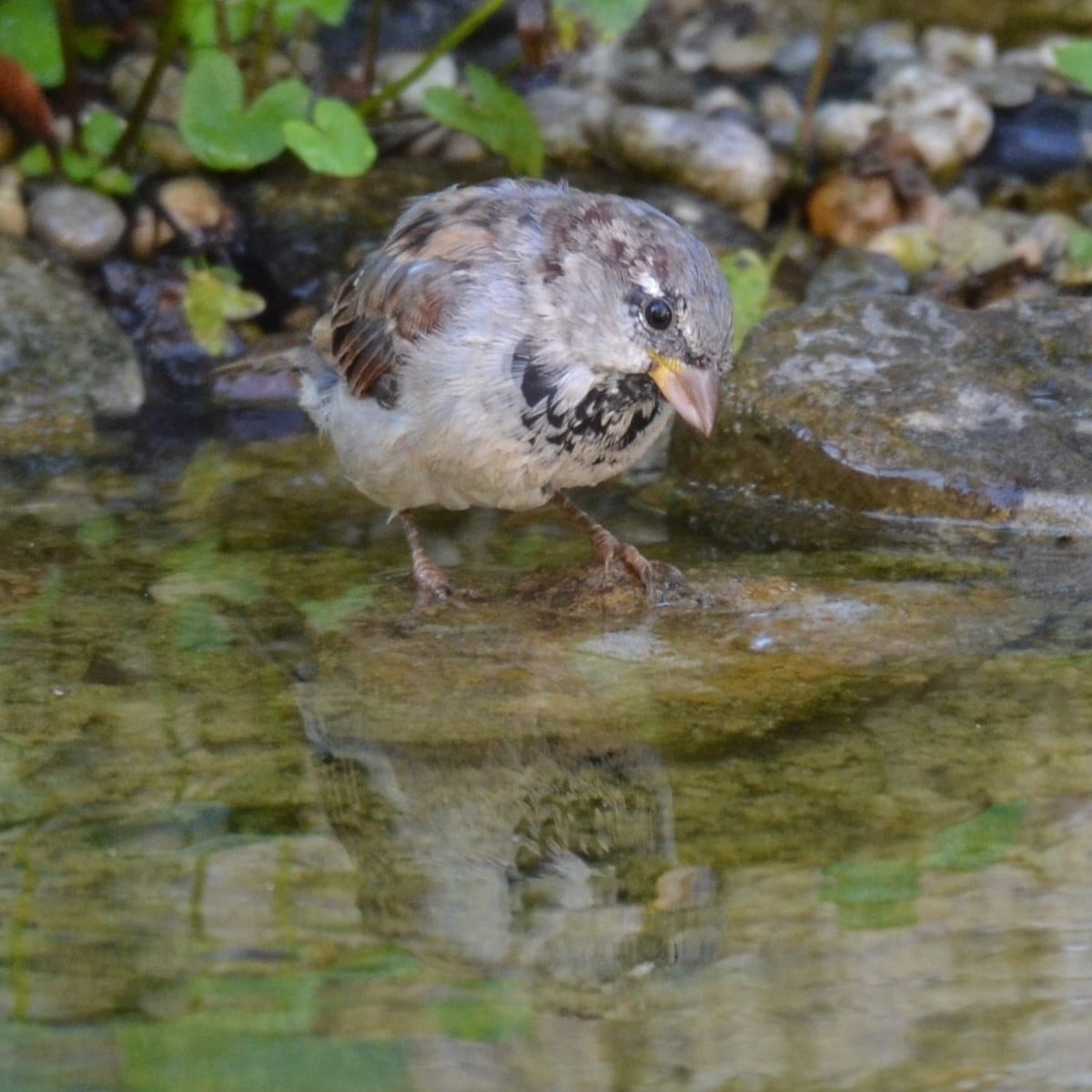 Gestern hab ich mal wieder das Teleobjektiv ausprobiert und unsere Badegäste fotografiert. Ich lese und höre immer, das…