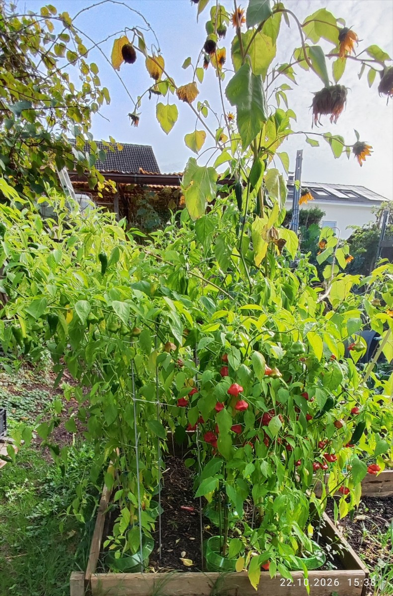 ...wie kürzlich angedroht: Die Chilibeete sind "gerodet",  jetzt geht die Schnippelei für meine "weltberühmte" sweet Ch…
