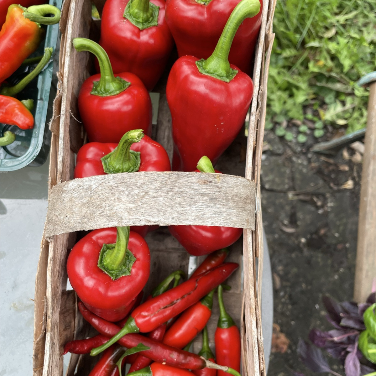 Chilis und Paprika 