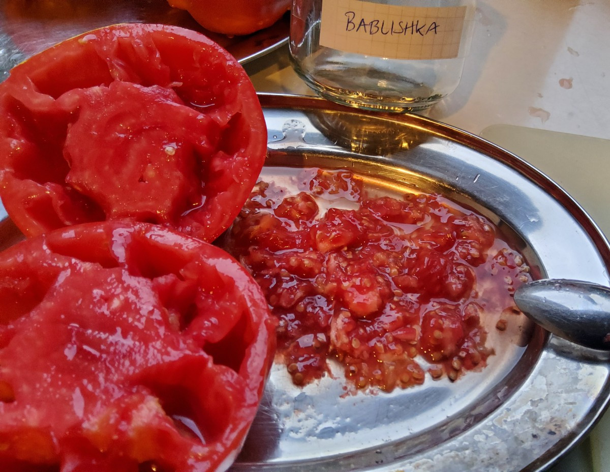 ..Nein, es geht hier nicht um Kate Bush, wobei mir die "Babushka" als Tomate mindestens genausogut gefällt, wie der Son…