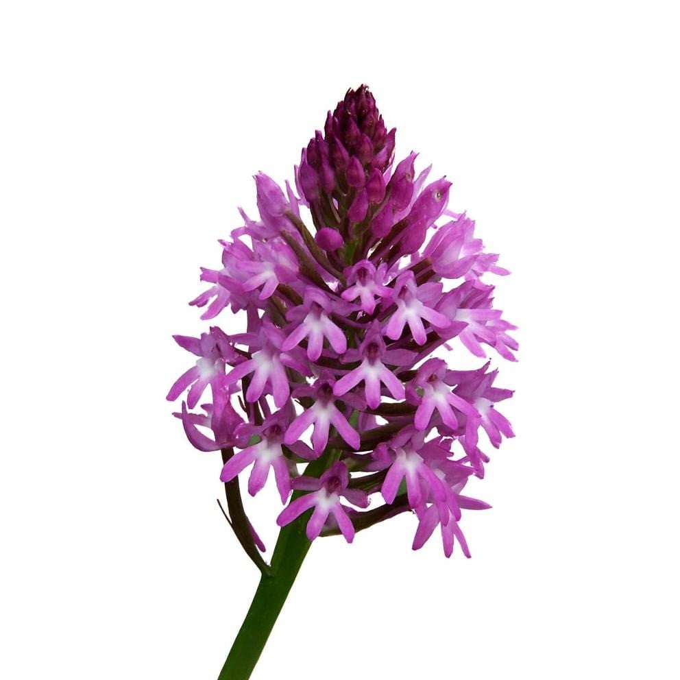 Orchideen - Hundswurzen