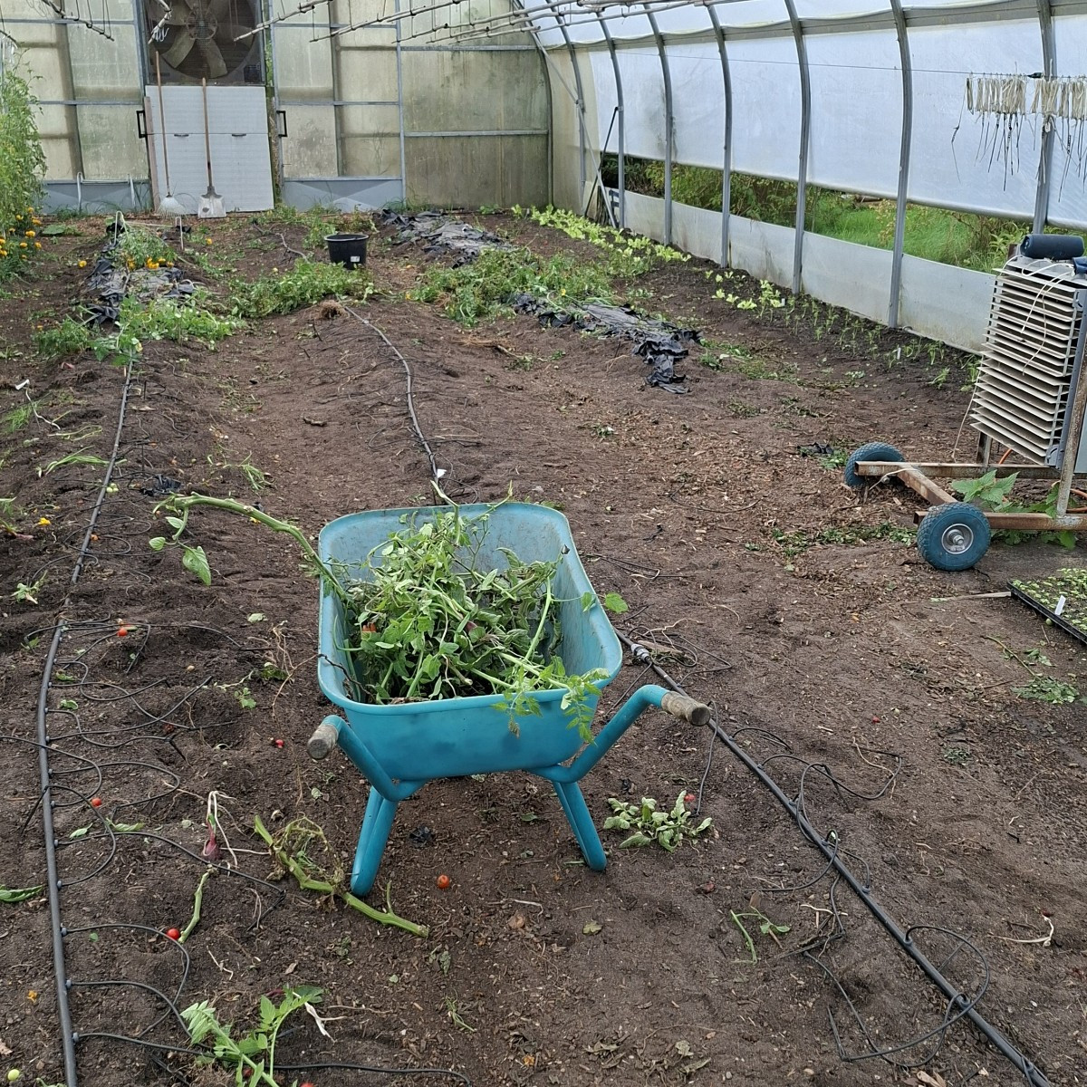 Diese woche haben wir in Folienentunnel 1 alle 240 Tomatenpflanzen entfernt und neue Beete angefangen anzulegen, in den…