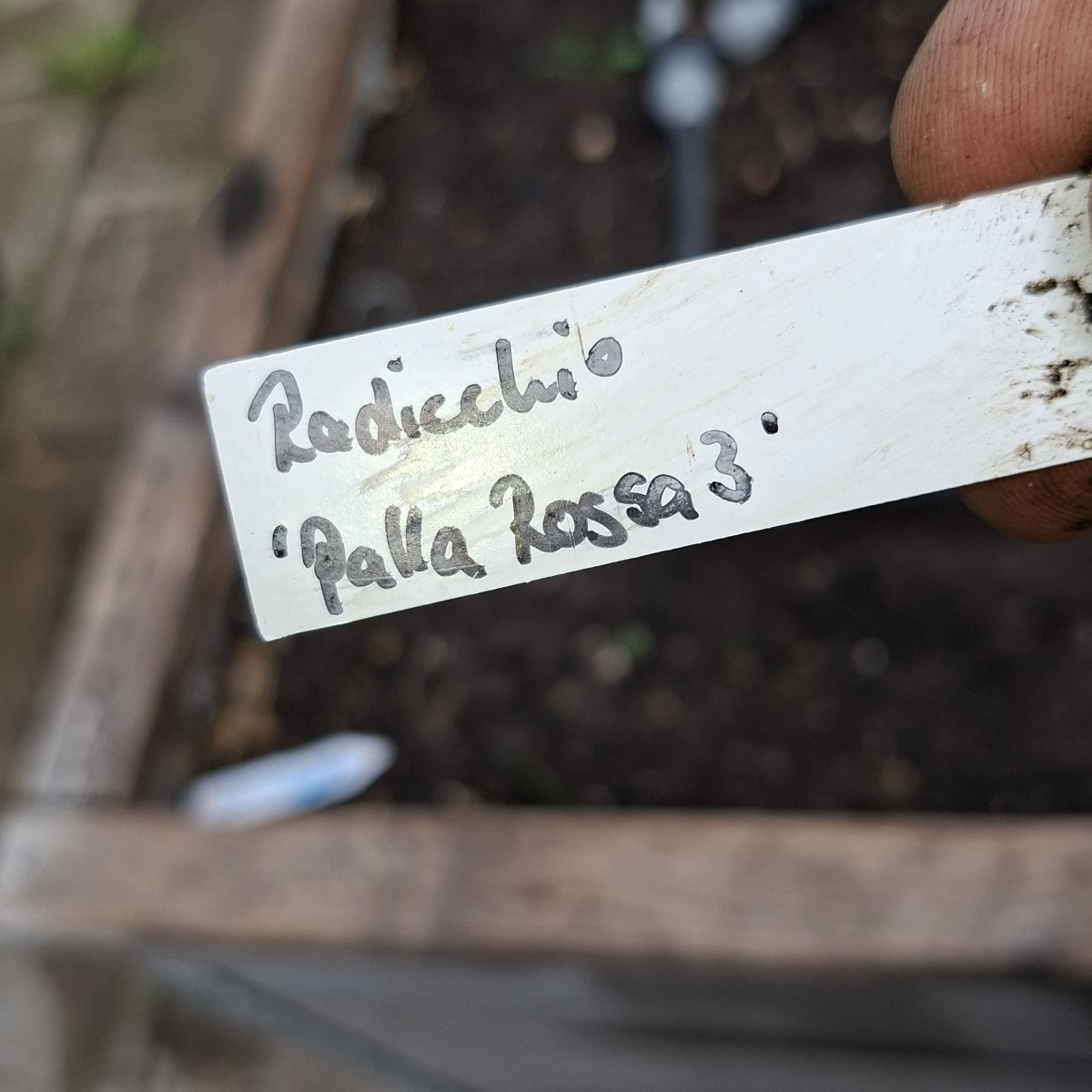 So gerade eben habe ich noch ein Hochbeet mit Salat bepflanzt. Einmal Radiccio 'Red Rose 3' und Catalgua 'Rot'. Und gle…