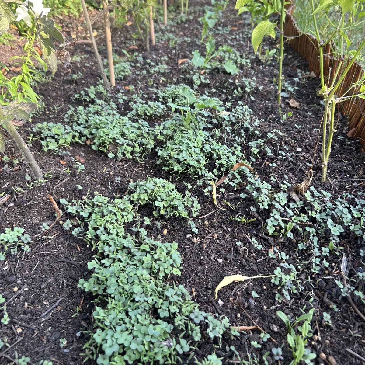 Bild 1 : die wohl schönste Cosmea Blüte. 

Bild 2: ich habe keine einzige Prunkwinde gesät.

Bild 3: darf man so ? #Mis…