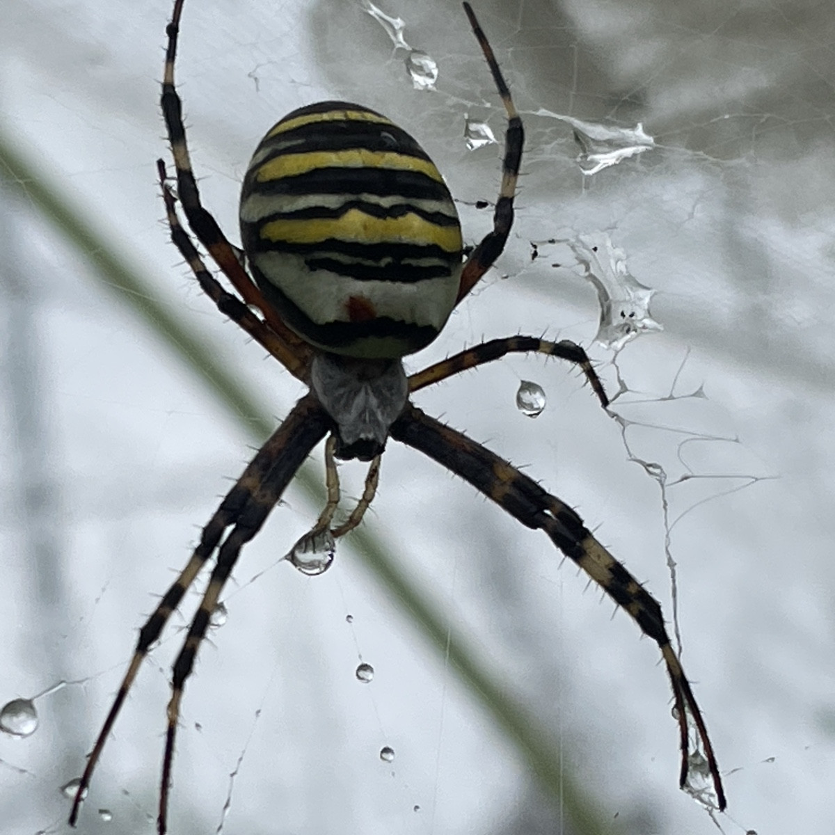 Wespenspinne 🐝 🕷️ 