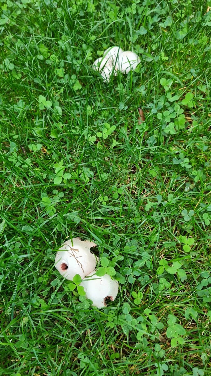 #Luc ,sind das Wiesenchampignons?