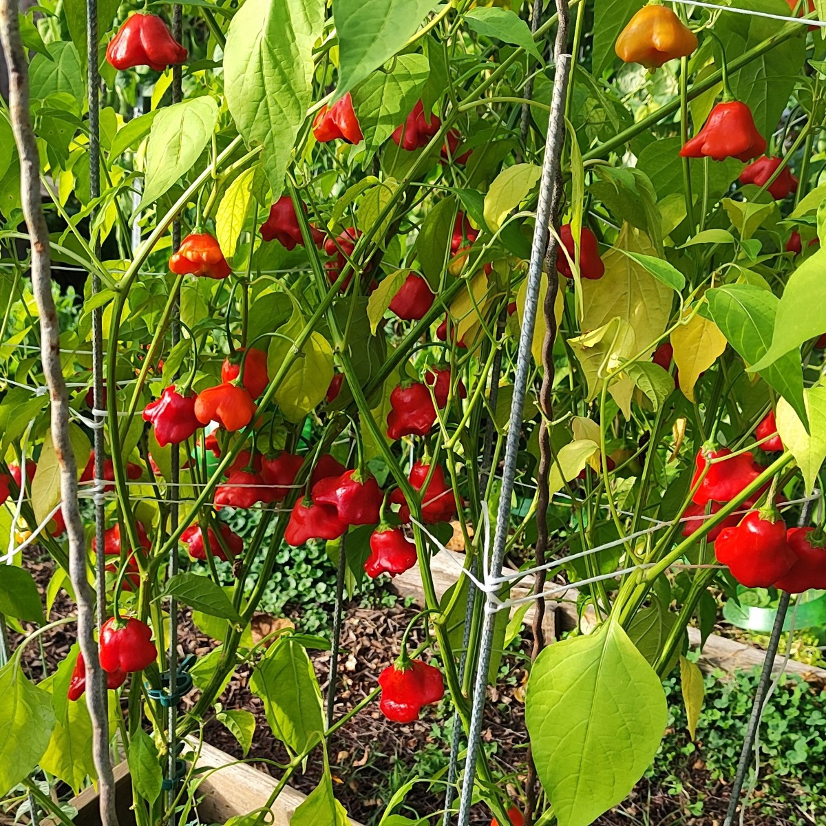 ...wie kürzlich angedroht: Die Chilibeete sind "gerodet",  jetzt geht die Schnippelei für meine "weltberühmte" sweet Ch…