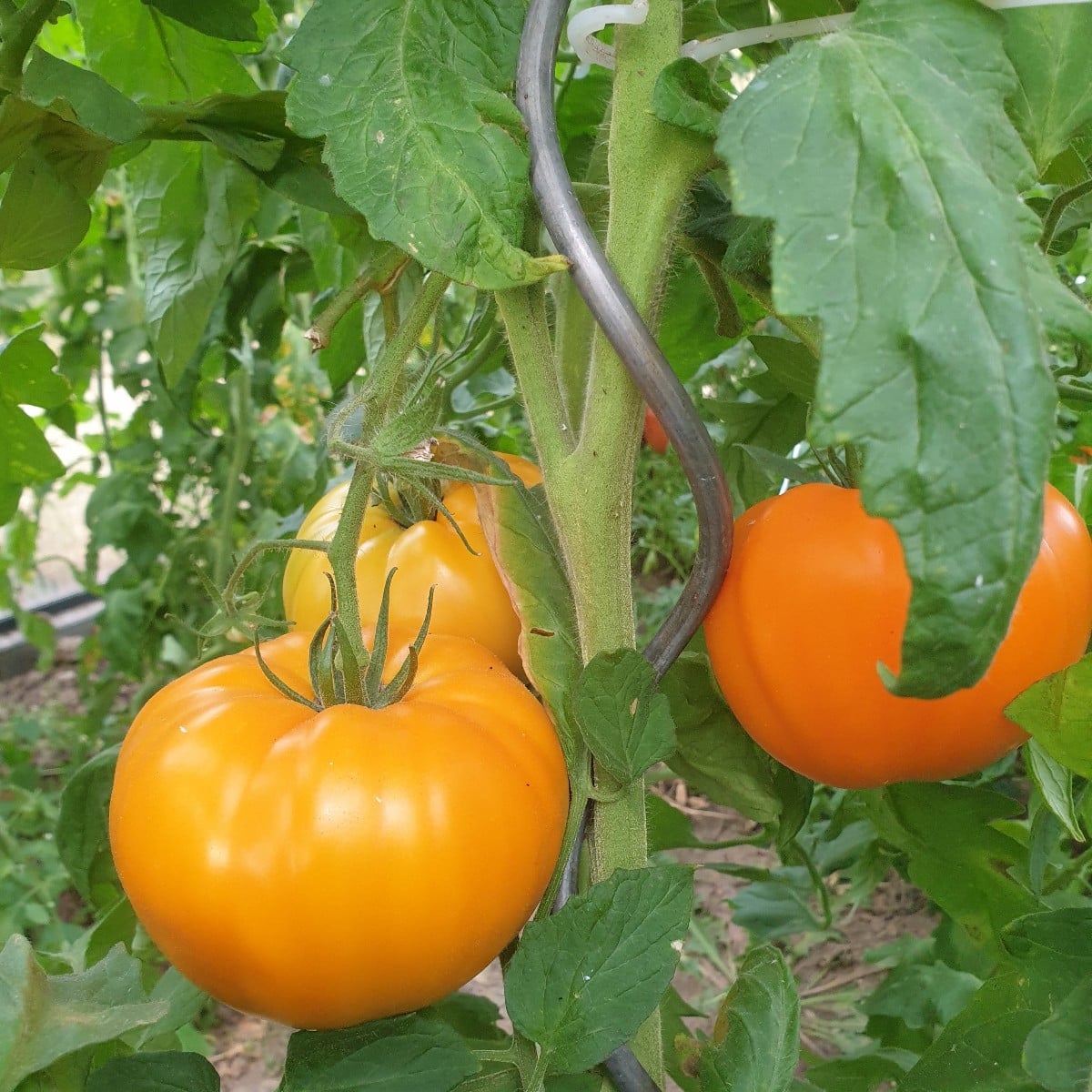 Einige Tomaten aus der aktuellen Saison. Die erste ist eine Azozychka geschmacklich gefällt sie mir sehr gut. Das zweit…