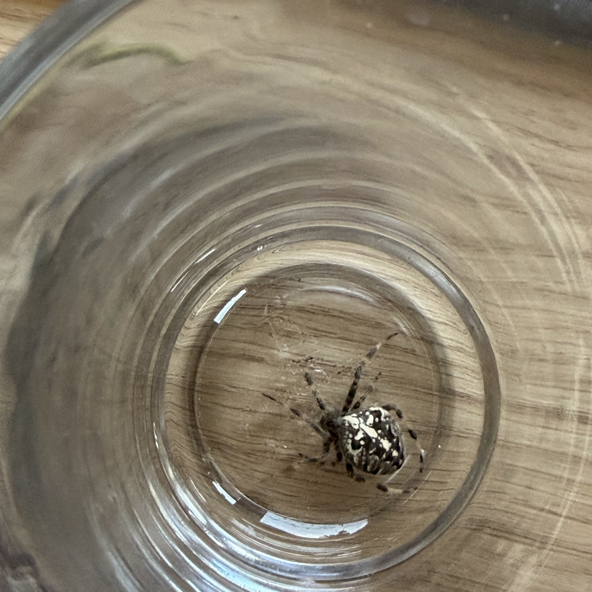 Mein Mann hatte netten Besuch im Haar!
Und heutige Fleißarbeit im Sanddorn.
Oxymel mit Tonic Water und Wasser kam gut a…