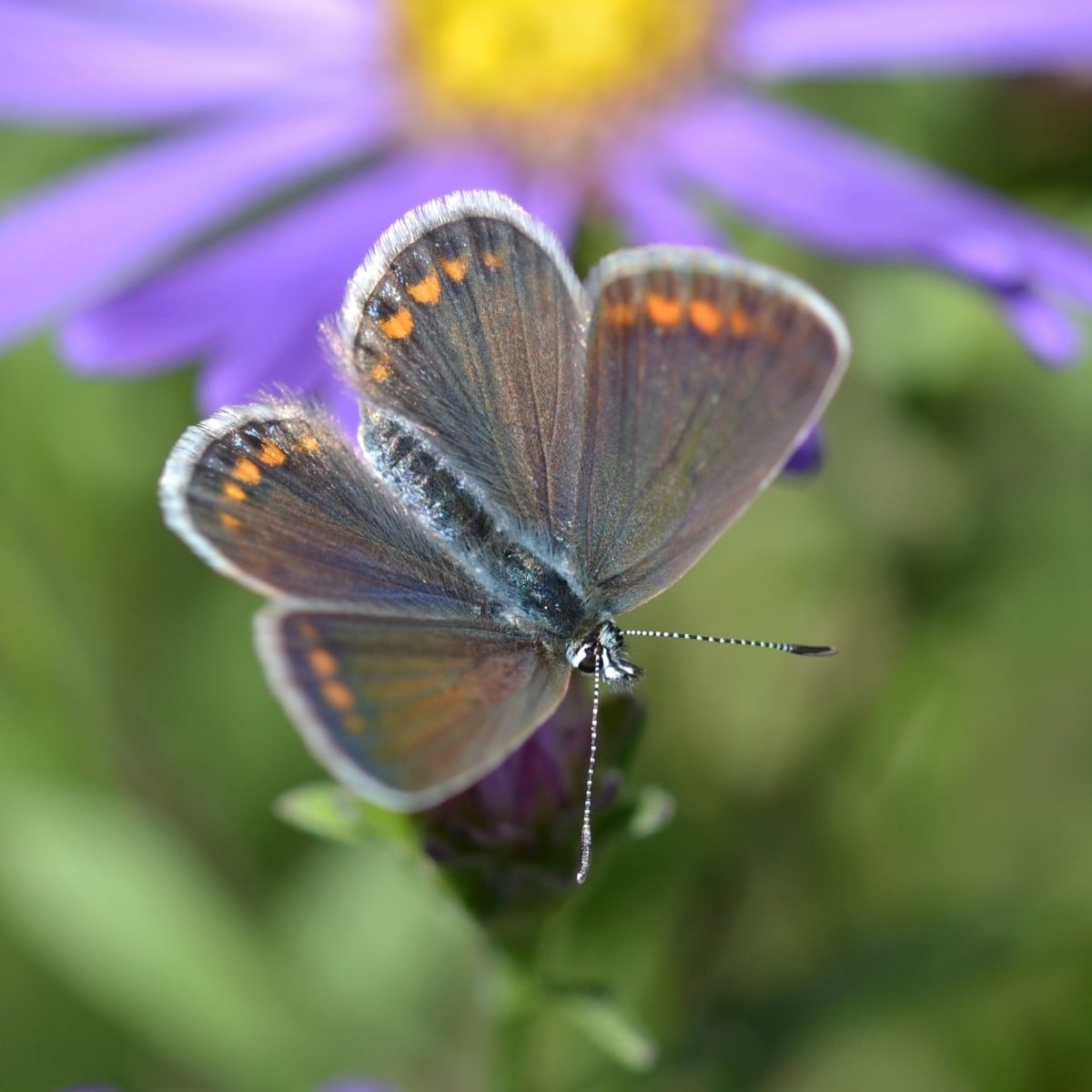 In diesem Jahr kommen so viele Bläulinge in unseren Garten wie ich es bisher noch nicht erlebt habe. Heute hat wieder e…