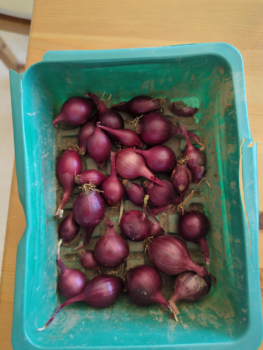 Ich habe dieses Jahr einmal den Versuch gestartet Kartoffeln aus Samen zu ziehen, da das neue Beet erst Ende Mai fertig…