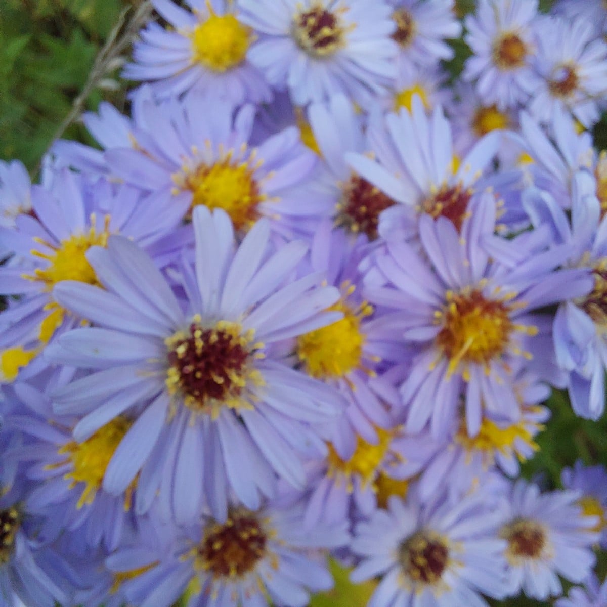 Yesterday in the garden.
Among other things, a #twin bloom
And a pointed cabbage (Filderkraut) with a twisted tip.
