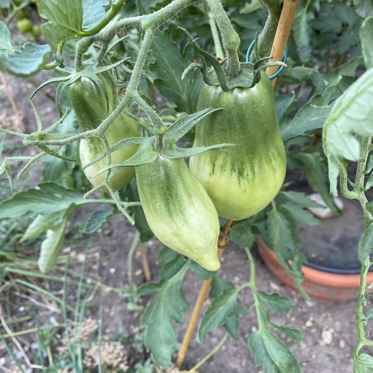 Hallo 
wollte mal die Tomatenexperten fragen, ob jemand diese Sorte kennt.
Hab die Jungpflanzen geschenkt bekommen, abe…