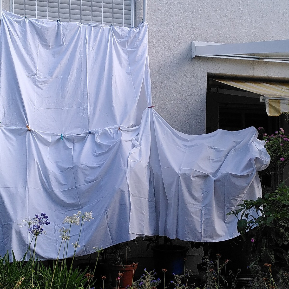Bei uns sieht's grad aus, als wäre Christo hier gewesen. Auch an der hinteren Garagenwand, wo ich weitere Tomaten und C…