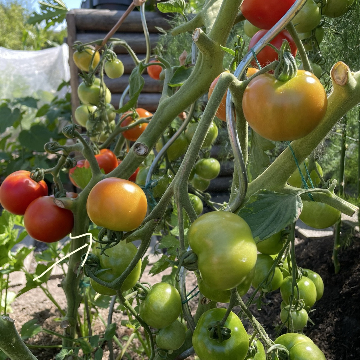 Eine Tomate wächst über Kopf, eine andere zeigt mit ’ne lange Nase 🤥 

Und die Auberginen 🍆 wachsen endlich 🤗