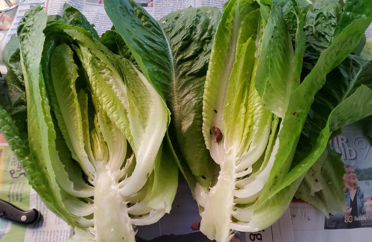 ...der erste von 3 Romanaköpfen wurde heute abgesäbelt...
...So schönen Romana hatte ich schon lange nicht mehr 🤩
Foto…