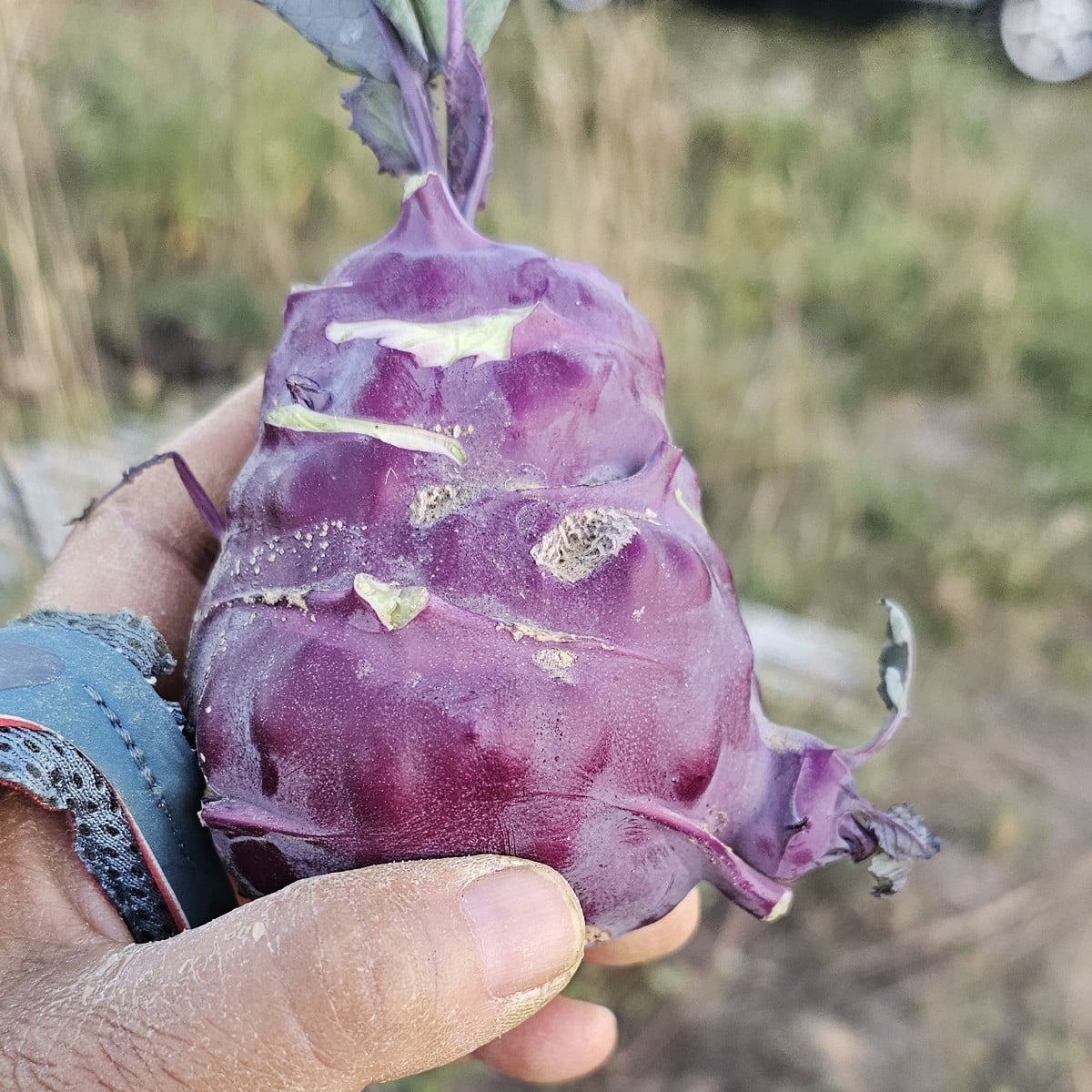 Habt ihr do was bei ner kohlrabi gesehn?