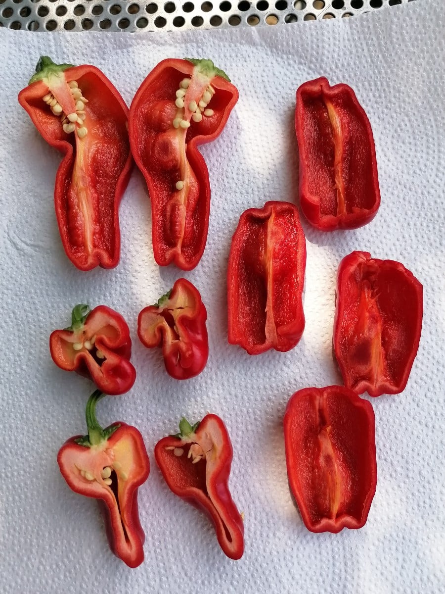 Die Gewürzpaprika reifen.
Heute ist es so warm und windig, deshalb versuche ich mal sie draußen vorzutrocknen.

