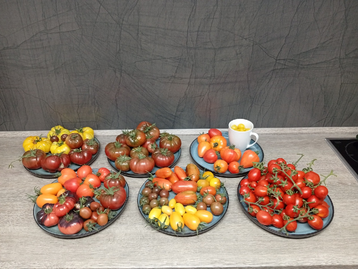 Mal zwei Tage nicht im Garten gewesen - und dann so eine Wahnsinnsernte. Aus den letzten Tomaten wurde gestern eine ein…