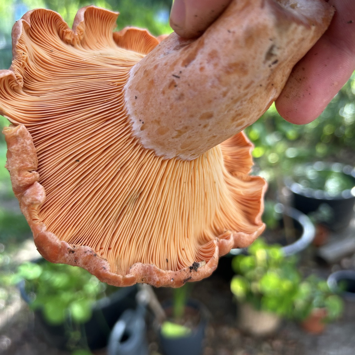 Ein Pilz der gar nicht nach Pilz schmeckt?! 

Ein Pilz mit einer Konsistenz von Lachs/Steak?!

Ein Pilz der schöner nic…
