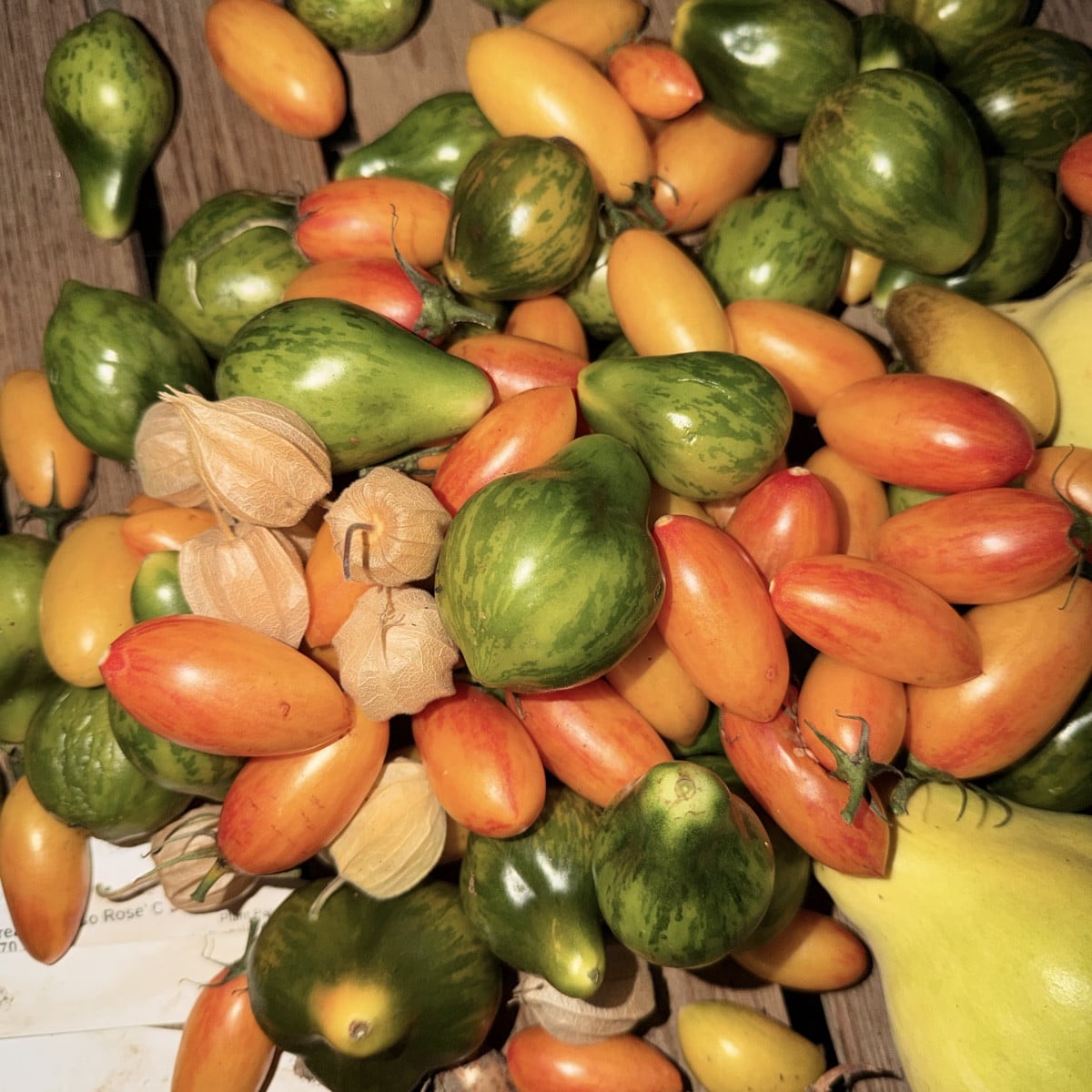 Herbst und Braunfäule kommen…

Einige Pflanzen hängen voller grüner Früchte.
Vermutlich sollte ich nix riskieren und am…