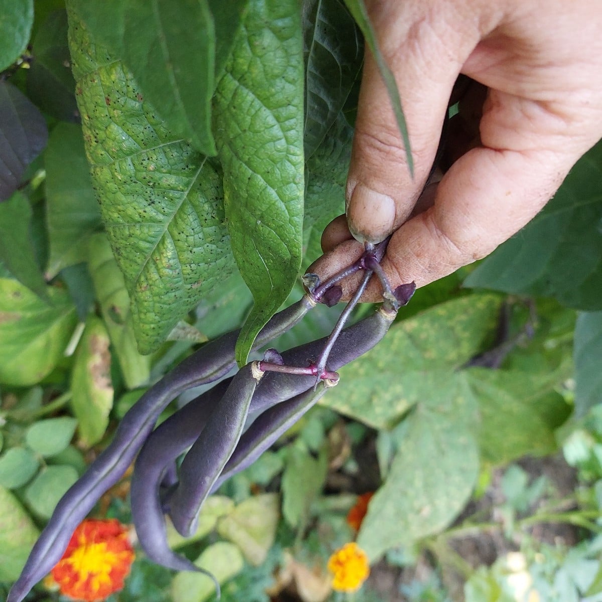 Heute war ich endlich mal wieder mit Muße im Garten.
Und ich dachte schon, es wird ein mageres Bohnenjahr.
Hab auch vom…