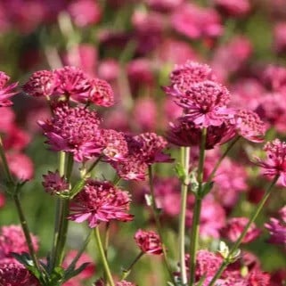 Große Sterndolde 'Venice'