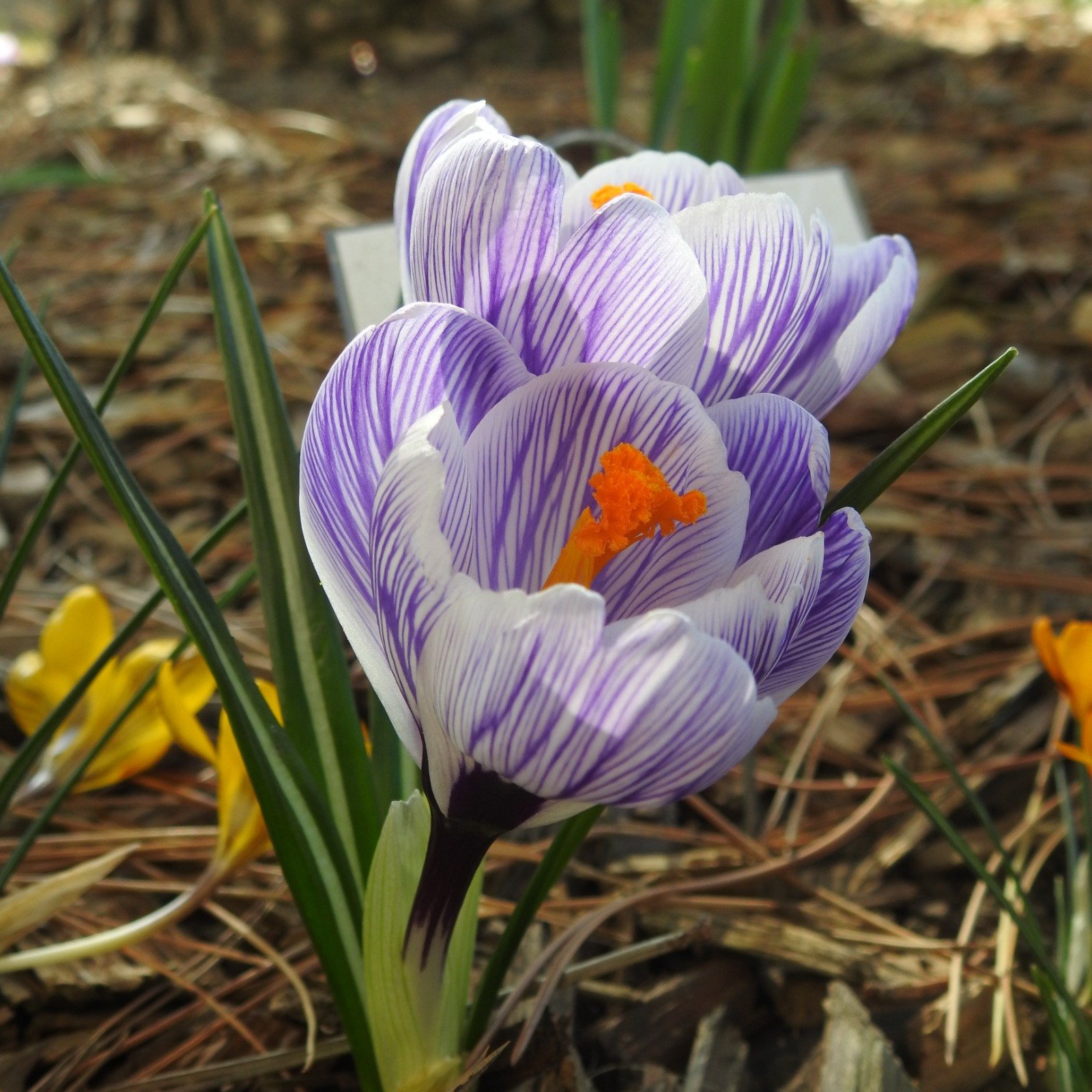 Krokus