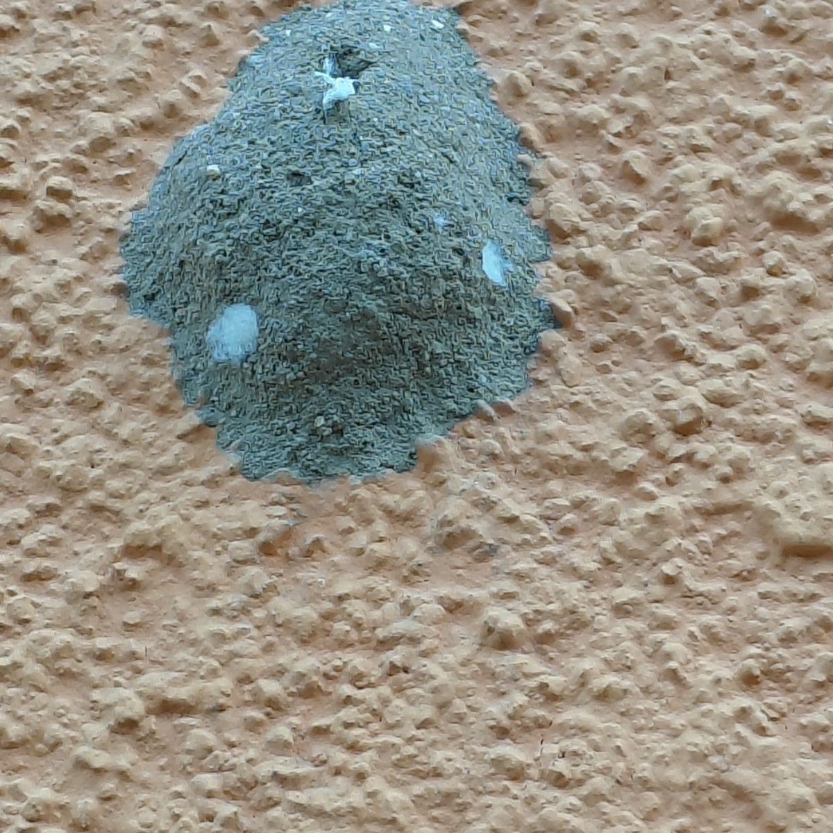 Bild 8 könnte eine Lehmwespe sein. Friedlich und sehr nützlich. Hab ein paar Nester an meiner Hauswand.