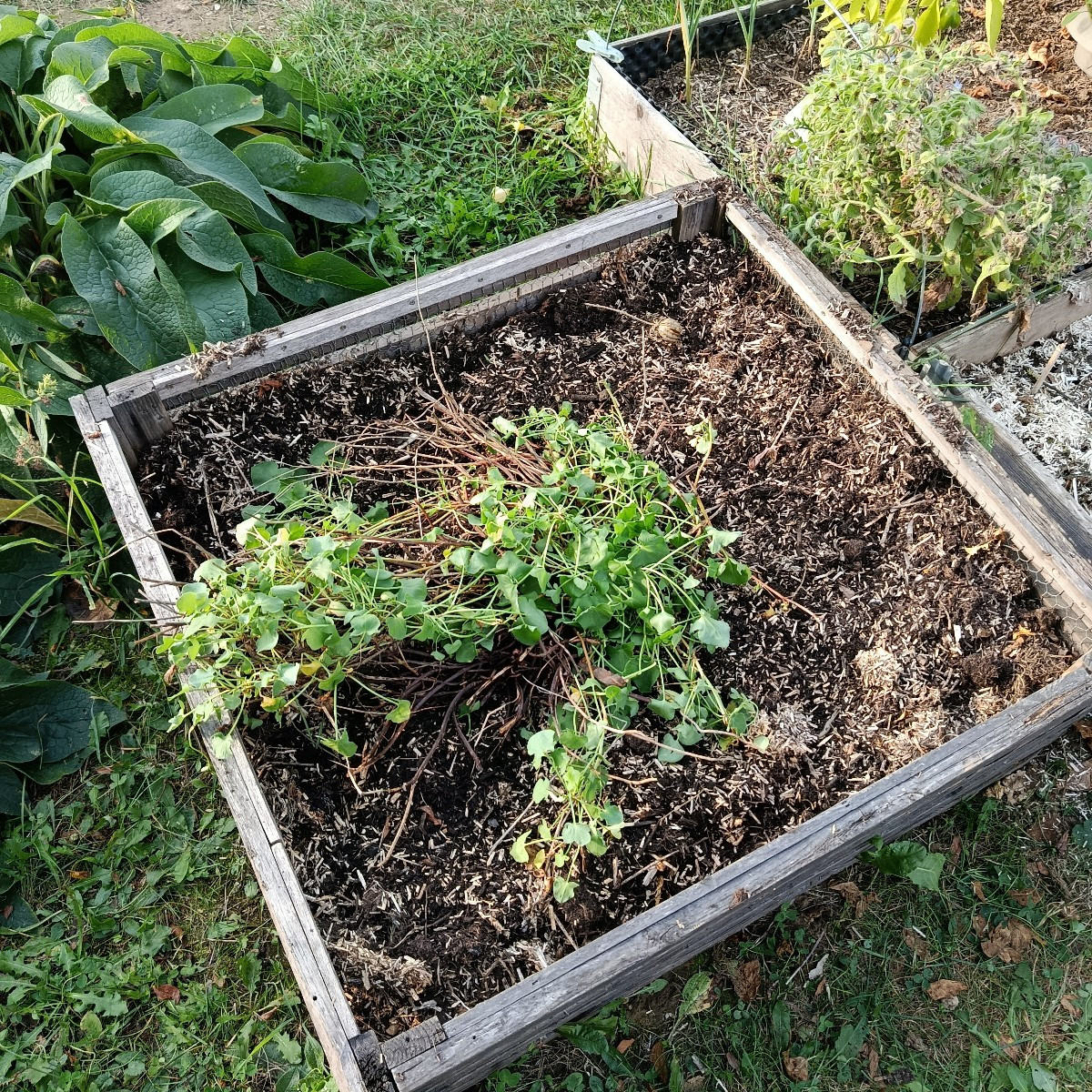 Morgens vergesse ich oft im Garten, dass ich keine zwanzig mehr bin, abends bekomme ich dann die Quittung. Wer kennt es…
