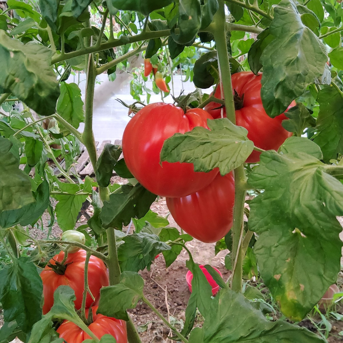 ... vor ein paar Jahren fand ich unter meinen selbstvermehrten Tomaten eine Sorte, die komplett aus der Reihe tanzte...…