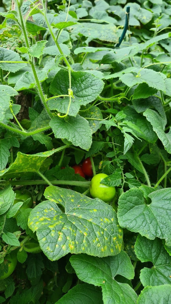 Wer Kiwano anbaut, muss mit ihrer Wuchsfreudigkeit zurechtkommen ....Heutige Aufgabe: Tomaten suchen....