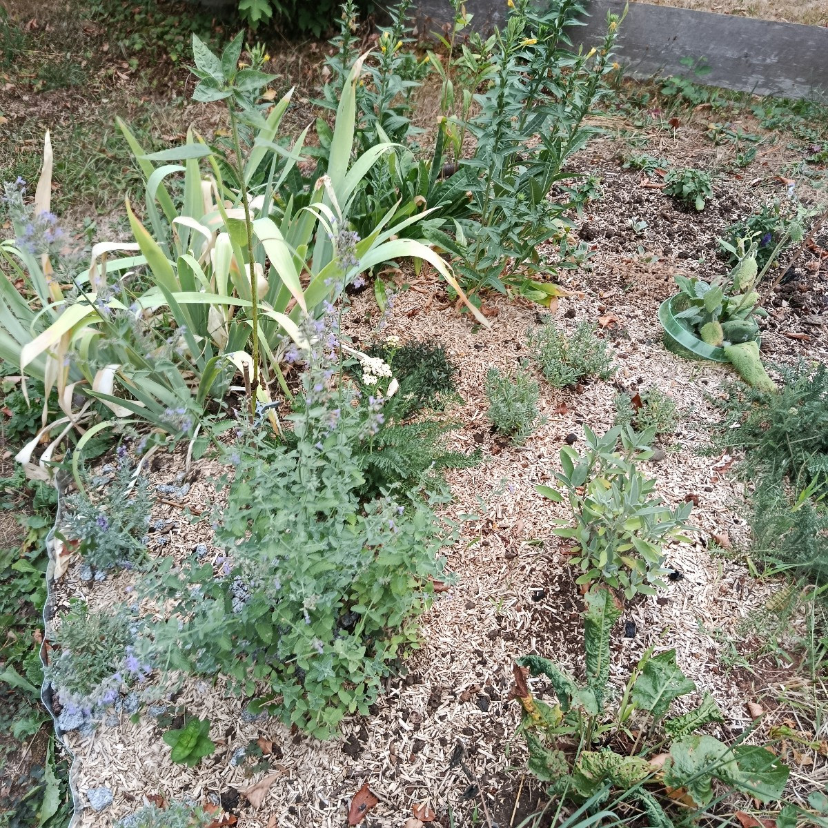 Himbeeren sind es nur 1/4 der normalen Ernte, aber immerhin. Kleine Ernte an Karotten, Birne und Äpfeln. Die Äpfel fall…