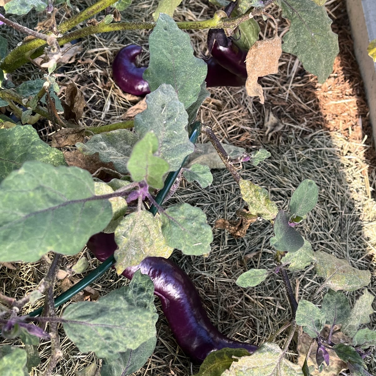 Wirklich ein aussergewöhnliches Sommer und Herbst! Anfang Oktober und die Tomaten sind noch immer am Wachsen der brasil…