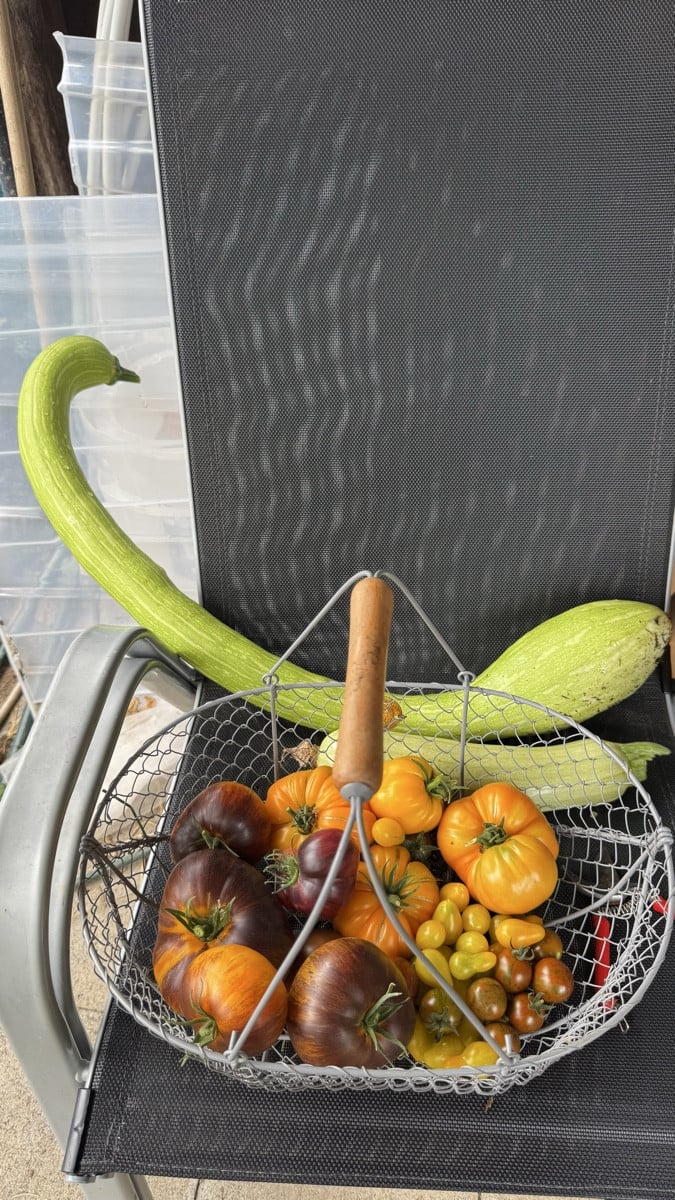 Der Moment, wenn die Zucchini sagt: 
In diesen Korb? Süß, dass du das dachtest!