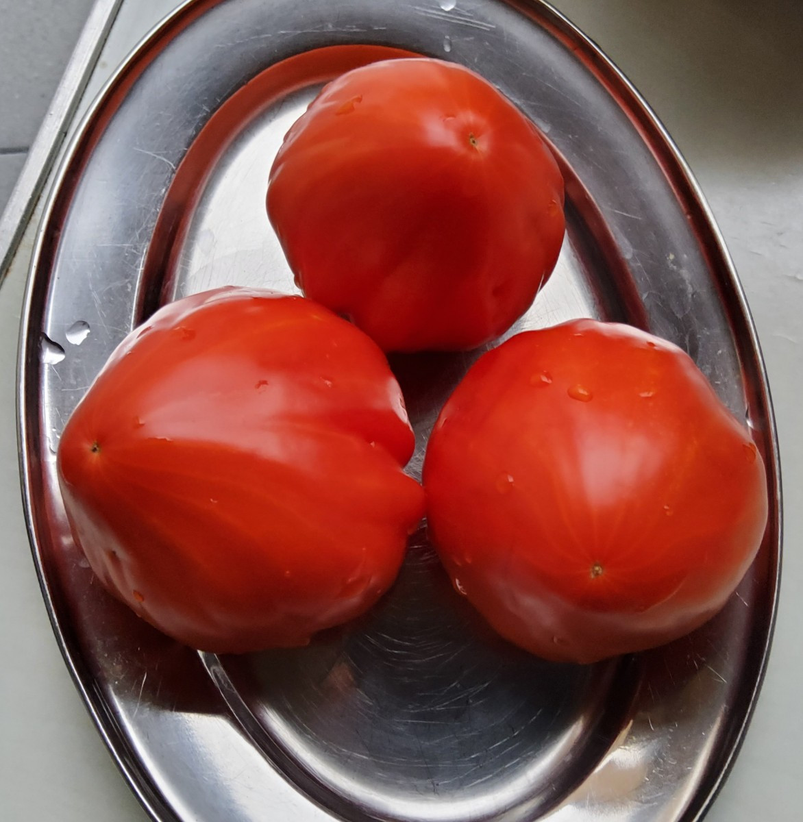 ... vor ein paar Jahren fand ich unter meinen selbstvermehrten Tomaten eine Sorte, die komplett aus der Reihe tanzte...…
